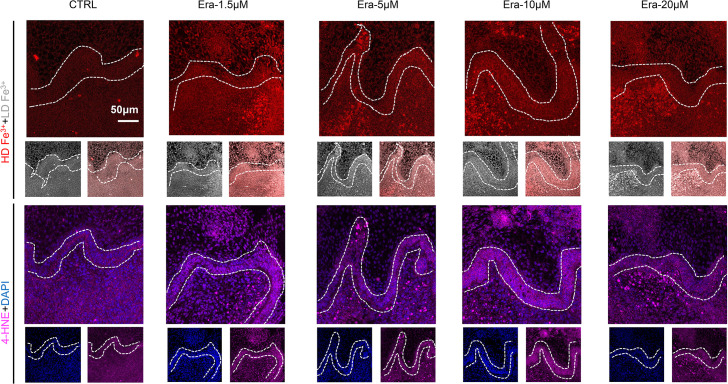 Figure 3—figure supplement 2.