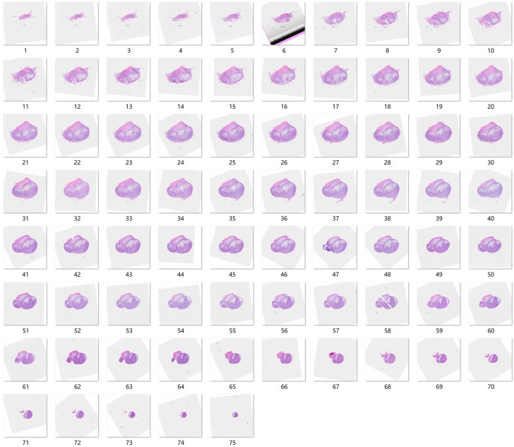 Figure 4—figure supplement 2.