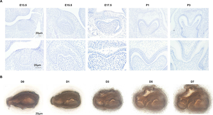 Figure 1—figure supplement 1.