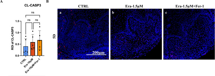 Figure 5—figure supplement 1.