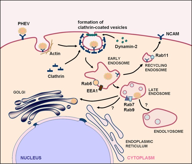 FIG 10