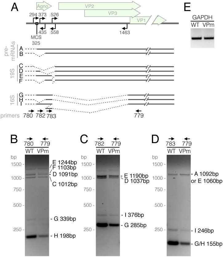 Fig 5