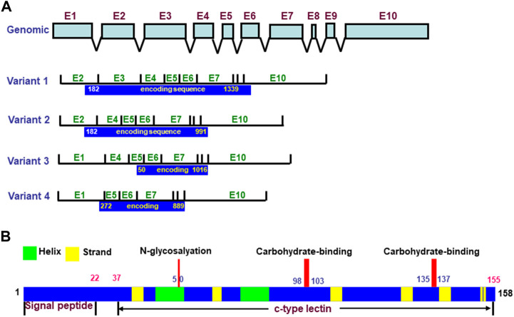 FIGURE 1