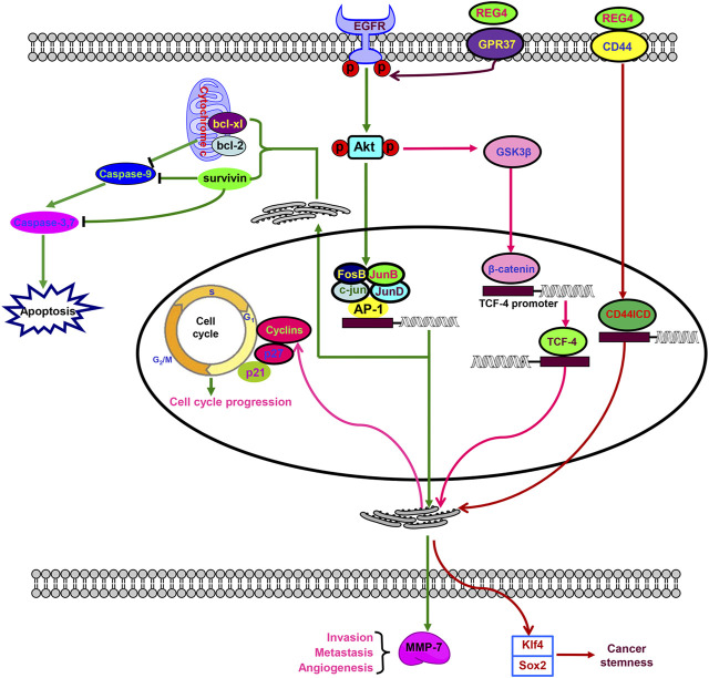 FIGURE 2