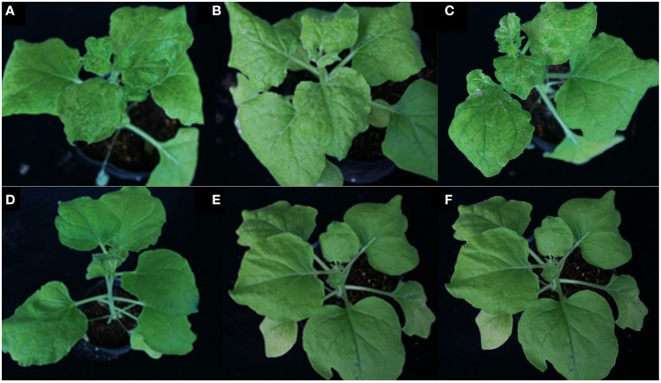 Figure 10