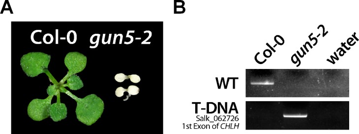 Figure 4—figure supplement 1.