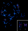 Figure  7