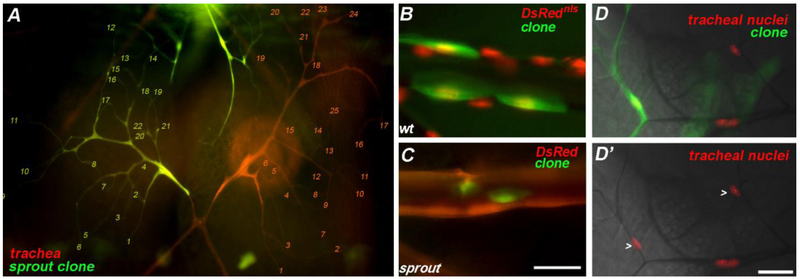 Figure 4: