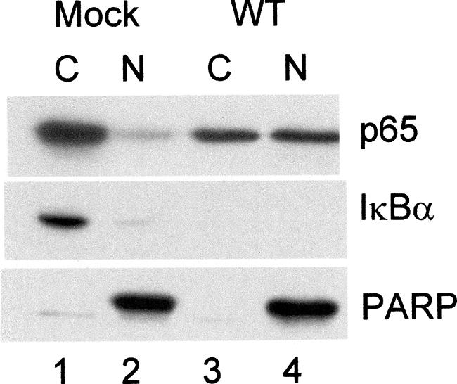 FIG. 1.