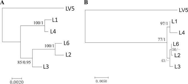 FIG 6