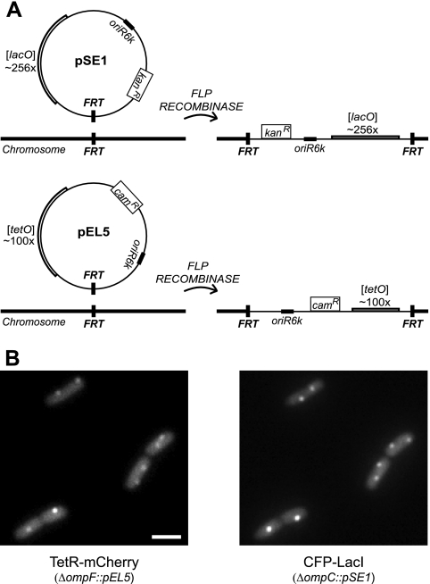 FIG. 2.