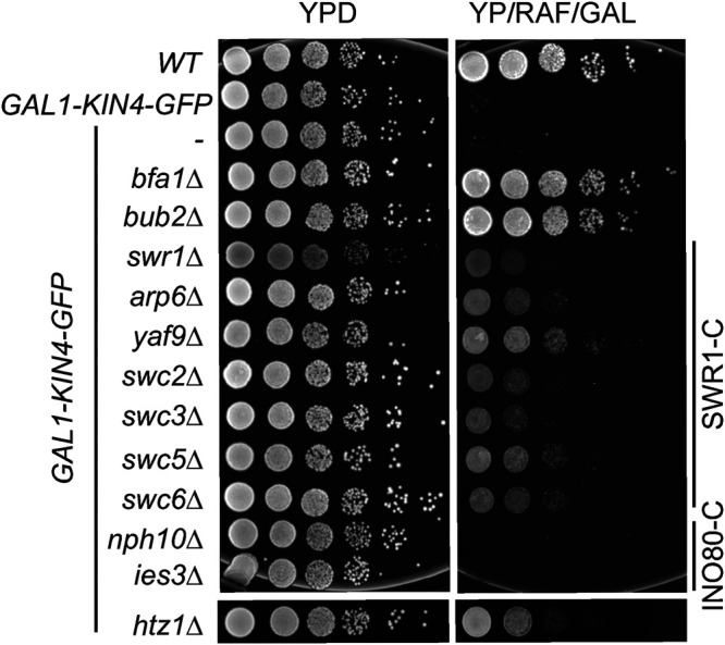 FIGURE 2: