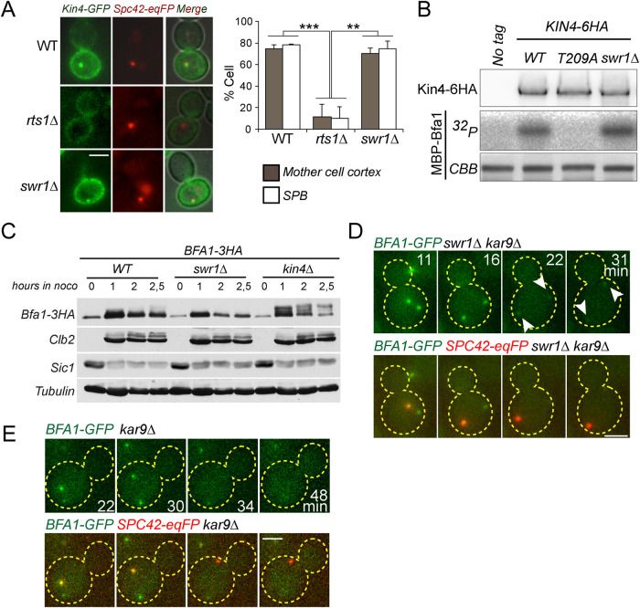 FIGURE 4: