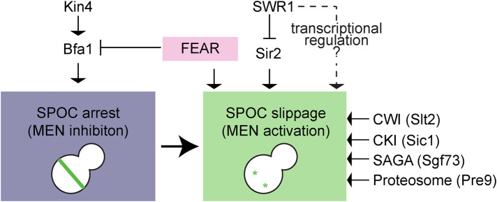 FIGURE 9: