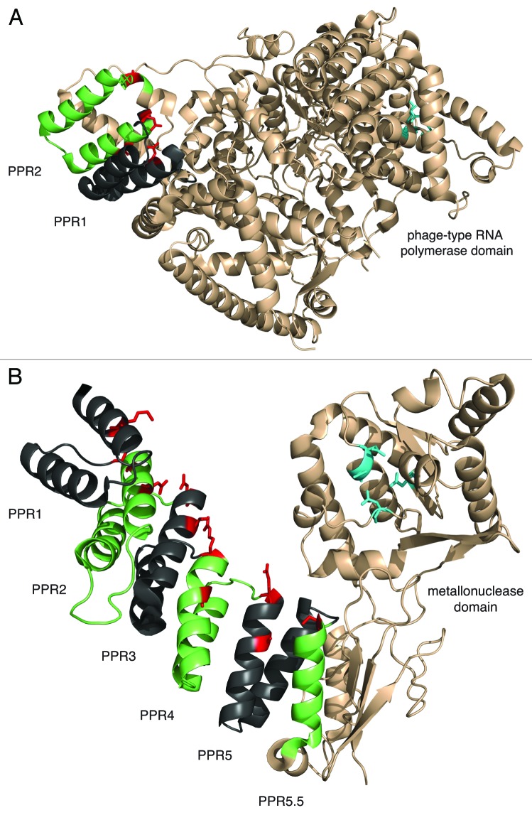 graphic file with name rna-10-1426-g2.jpg