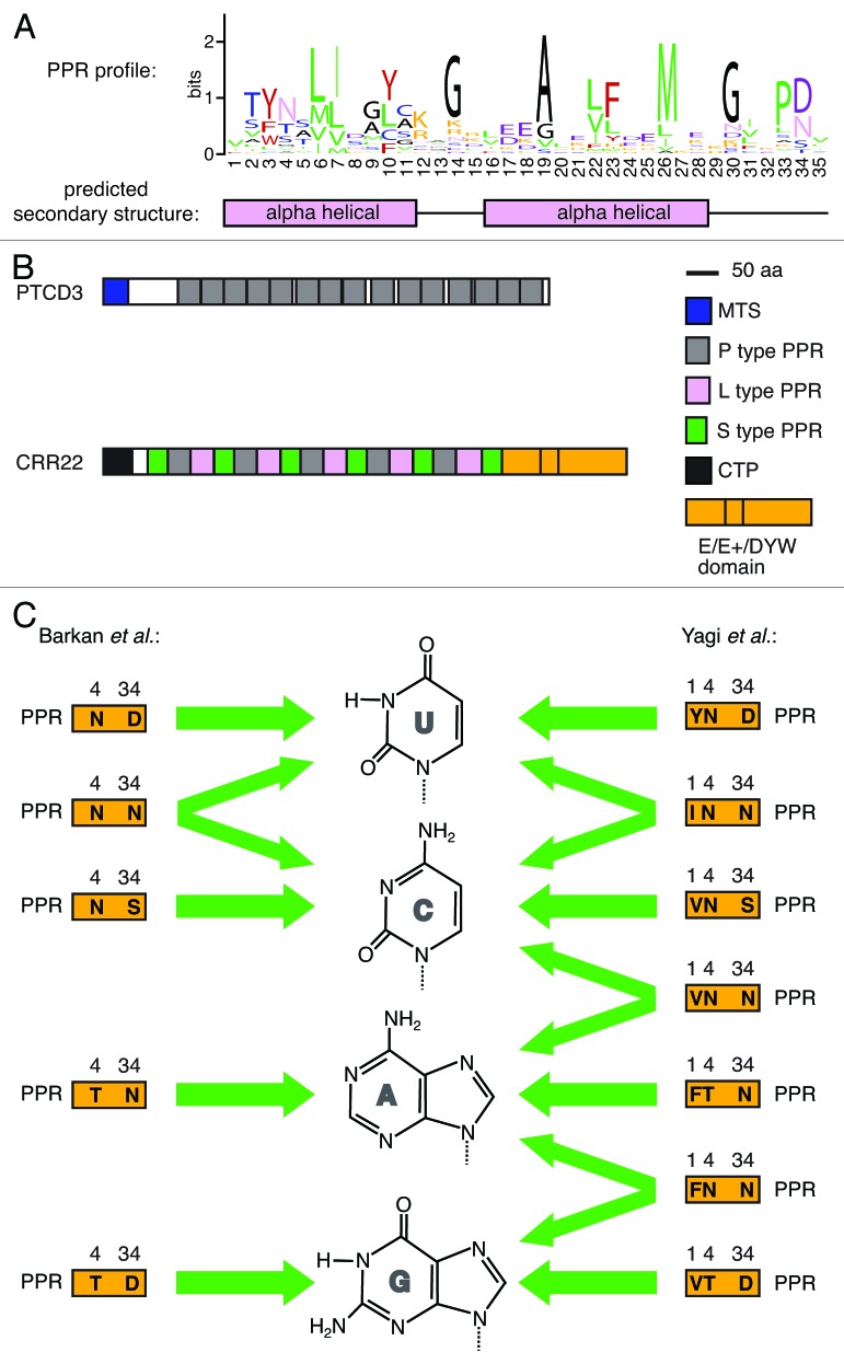 graphic file with name rna-10-1426-g1.jpg