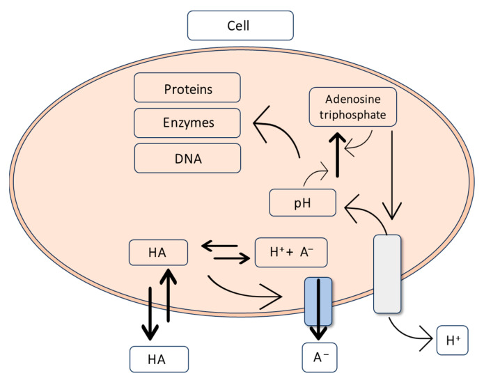 Figure 12