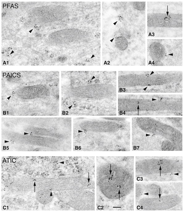 Fig. 3