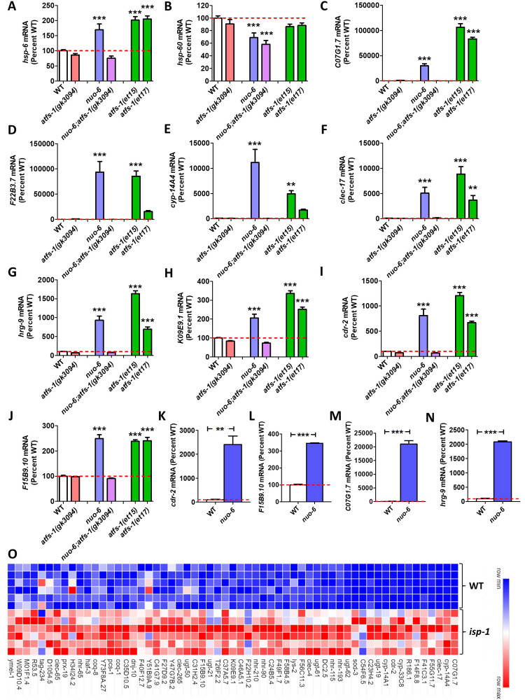 Figure 1. Levels of gene expression under conditions of mitoUPR activation