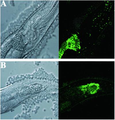 Fig 4.