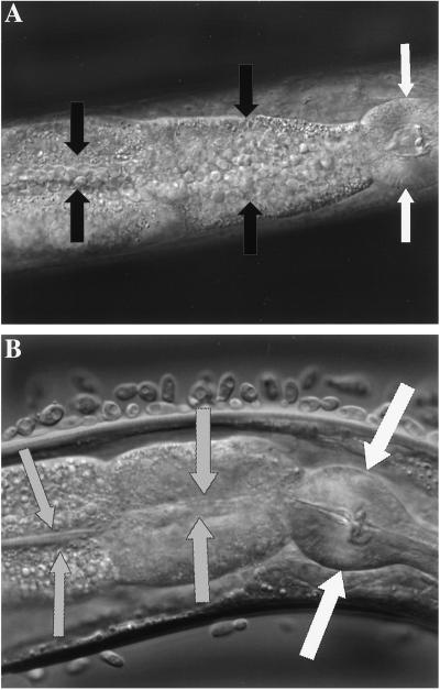 Fig 2.