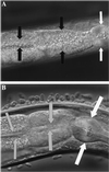 Fig 2.