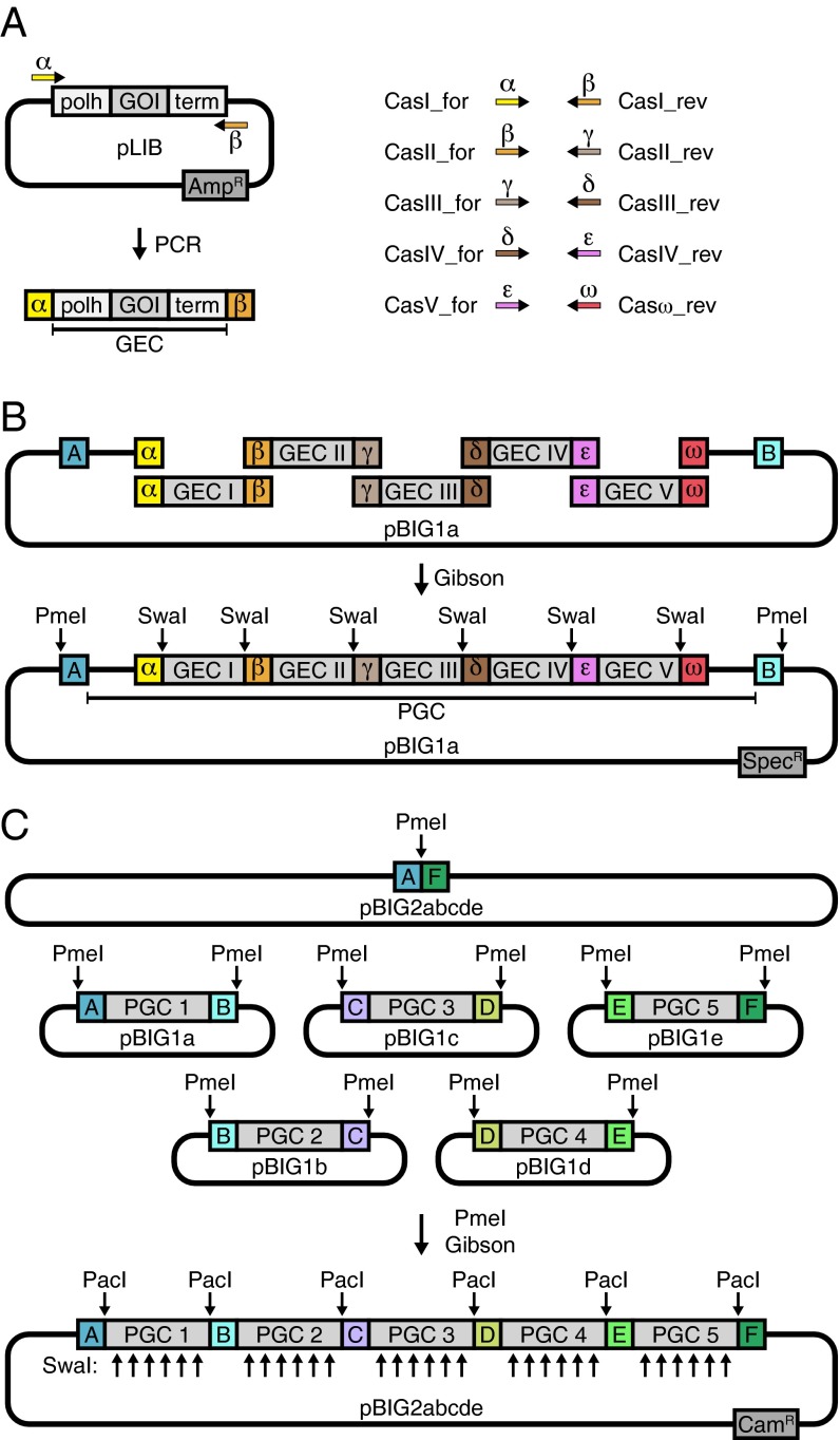 Fig. 1.