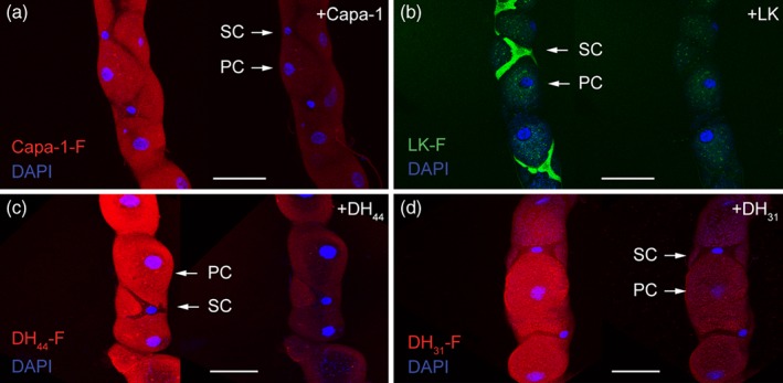 PS-4663-FIG-0003-c