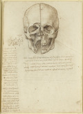 graphic file with name JOA-240-183-g007.jpg