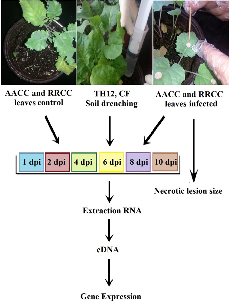 Fig 1