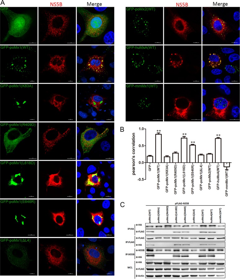 FIG 6