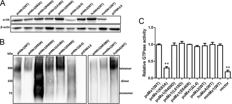 FIG 1