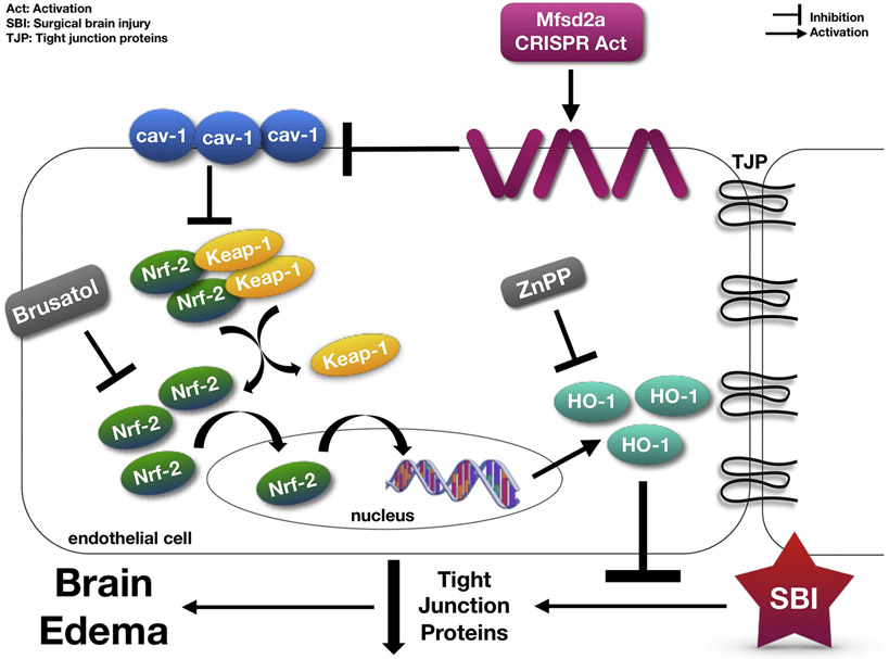 Figure 1: