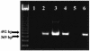 FIG. 2.