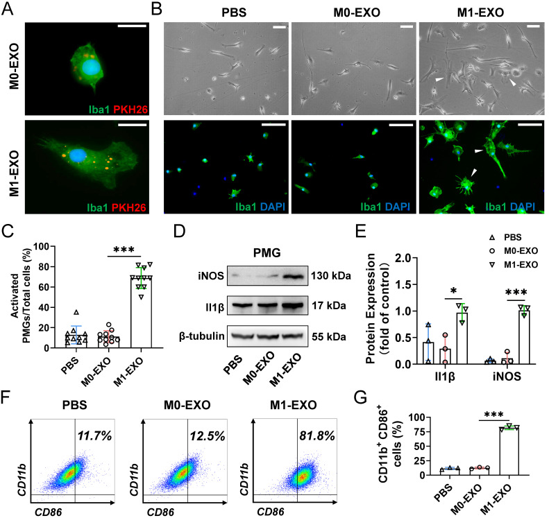 M1 Microglia-derived Exosomes Promote Activation of Resting Microglia ...