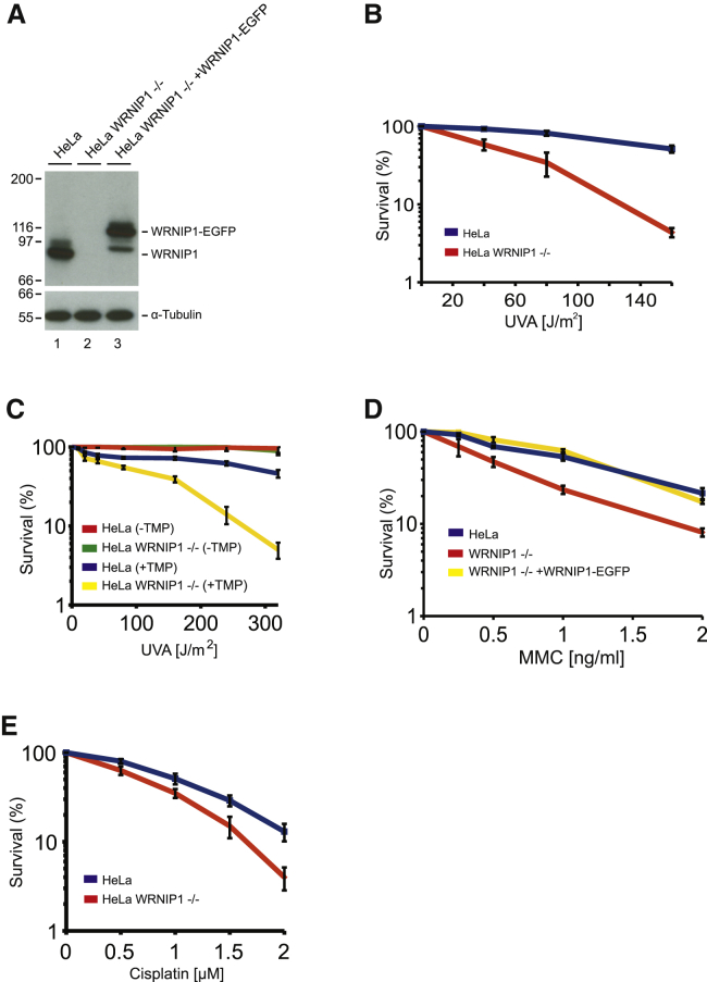 Figure 2