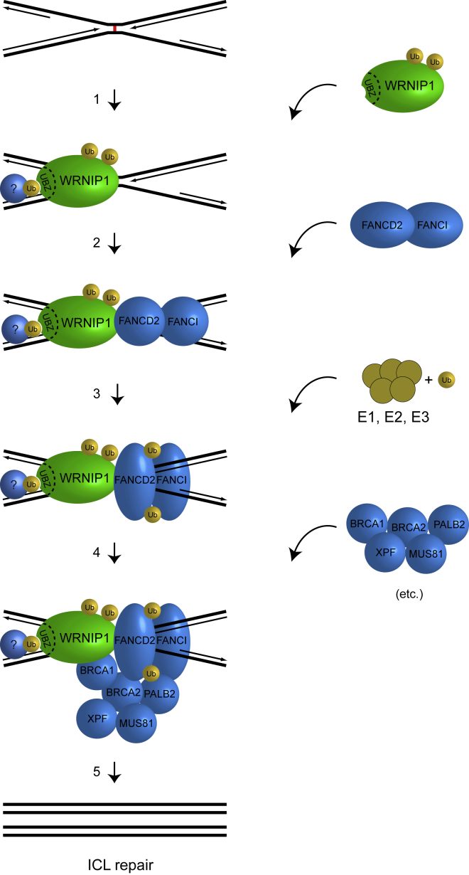 Figure 7