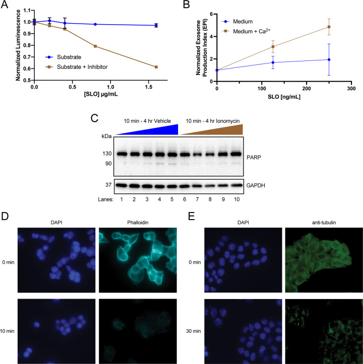 Figure 2—figure supplement 1.