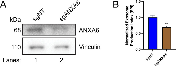 Figure 4—figure supplement 1.