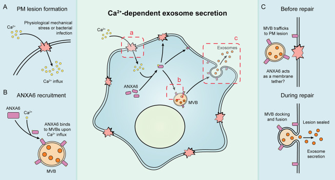 Figure 7.