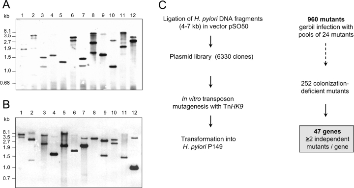 Figure 2.