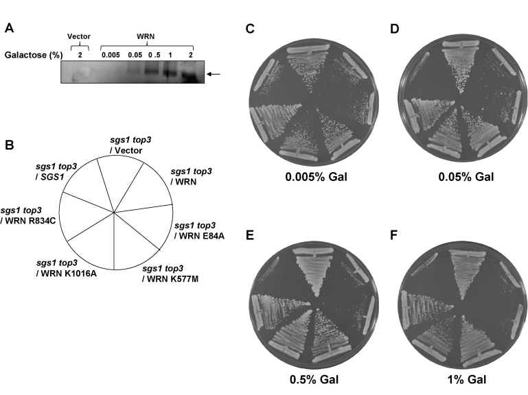 Figure 5.