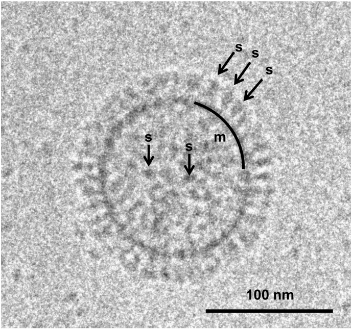 Fig. 1