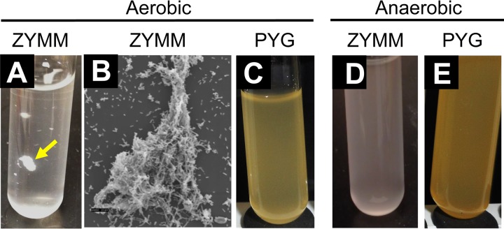 FIG 1