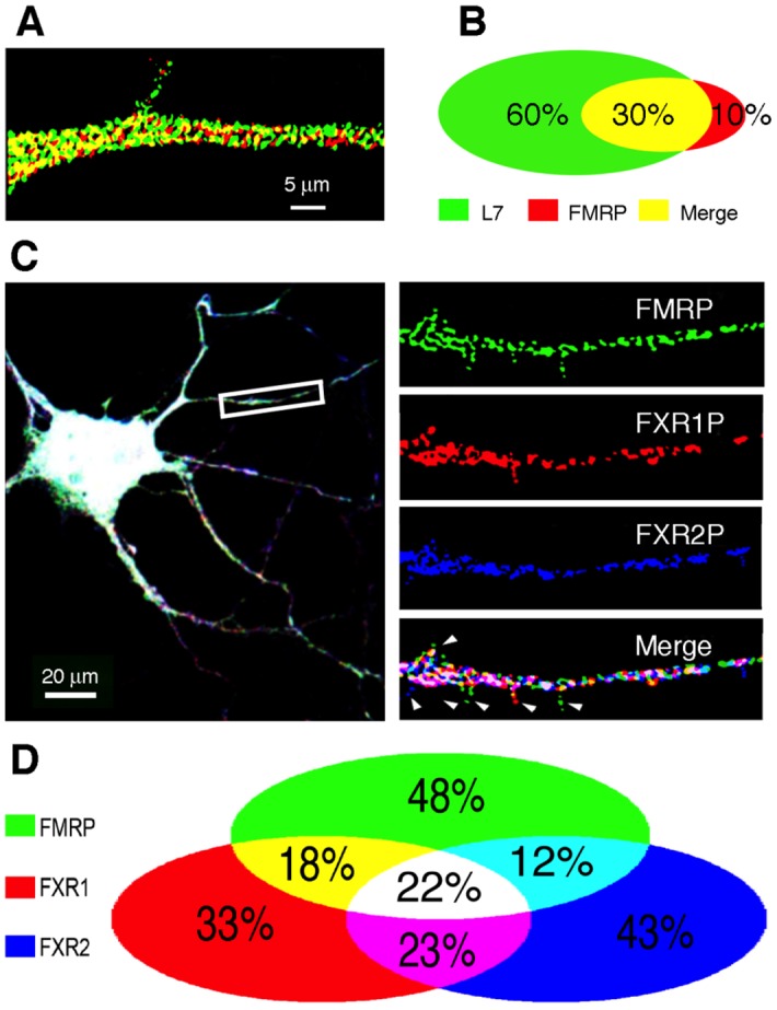 Fig 10