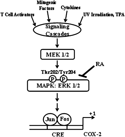 FIGURE 7 