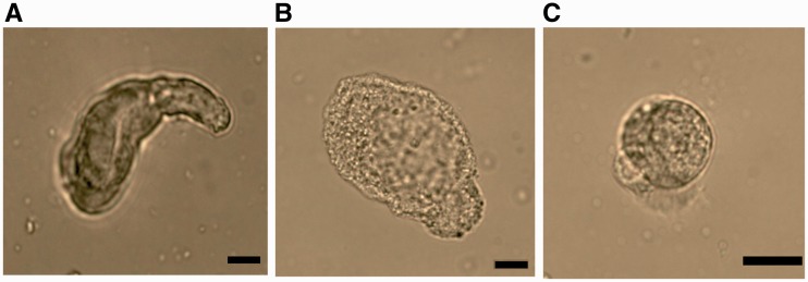 Fig. 5.