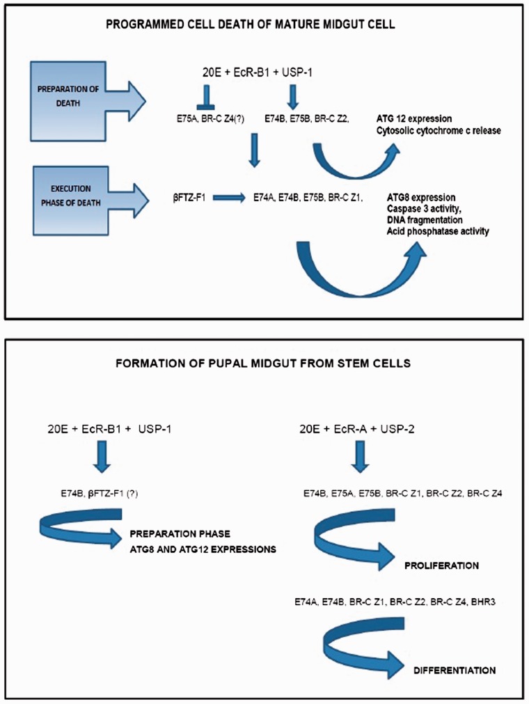 Fig. 7.