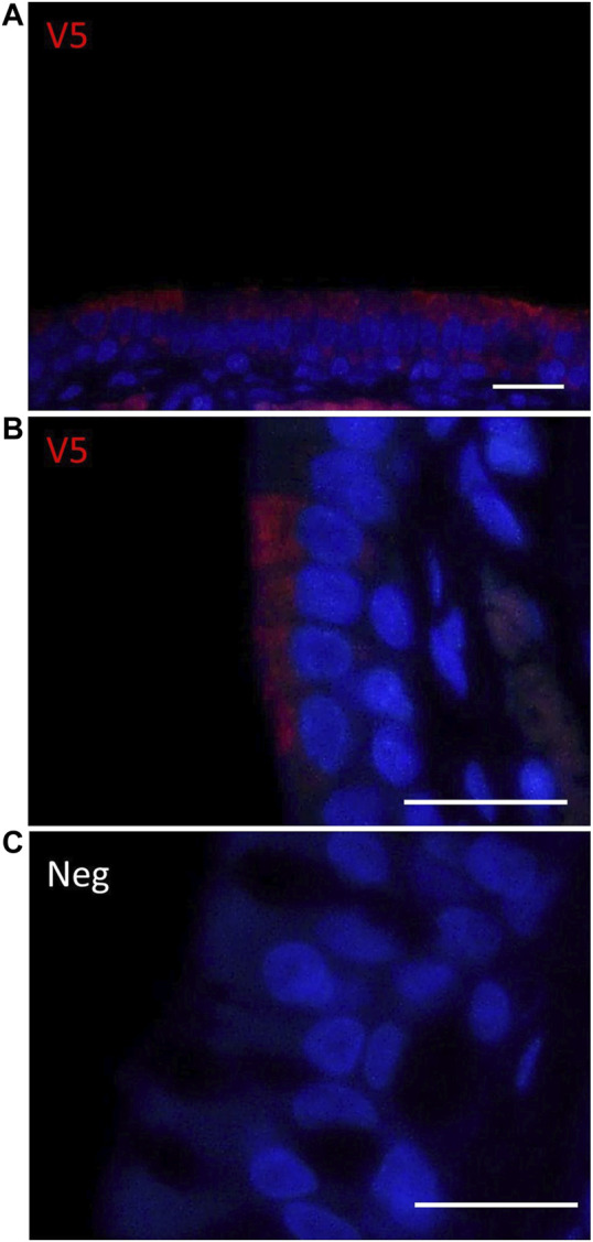 FIGURE 4