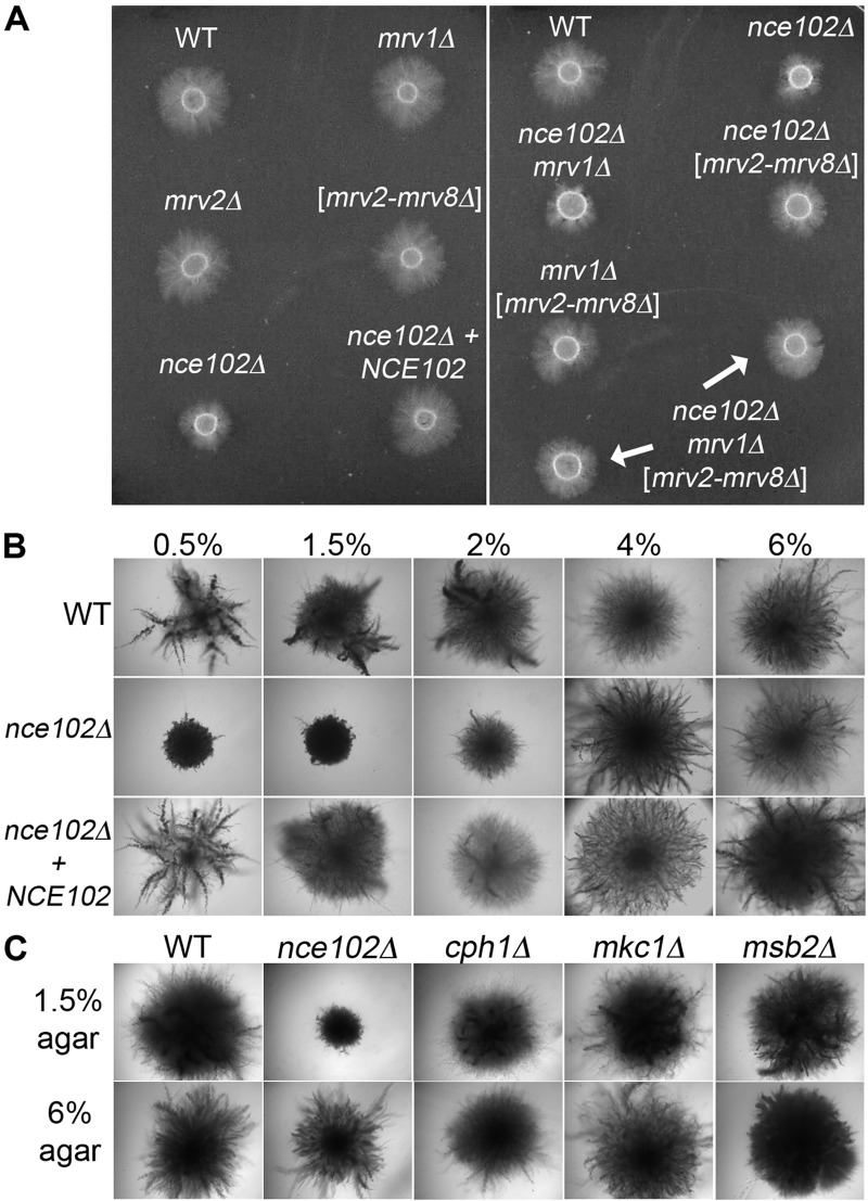 FIG 3 